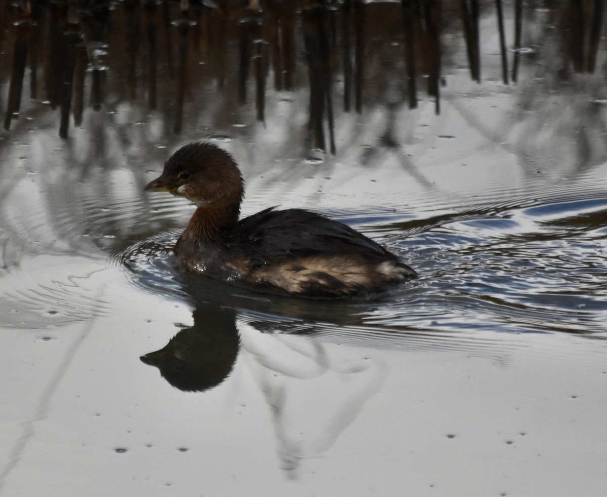 Pied-billed Grebe - ML645767105