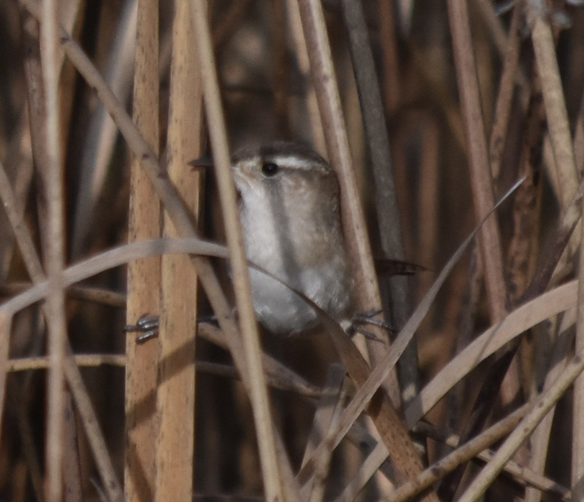 Marsh Wren (plesius Group) - ML645767111