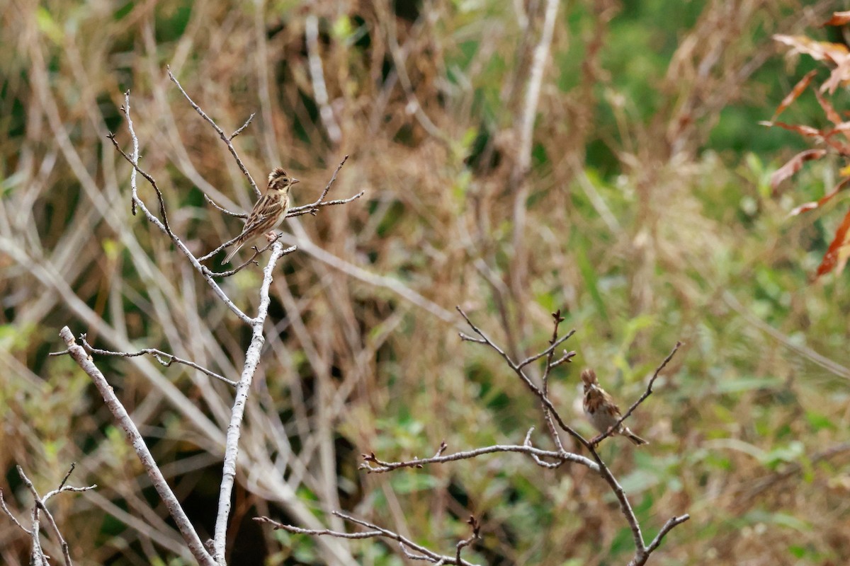 Rustic Bunting - ML645767112