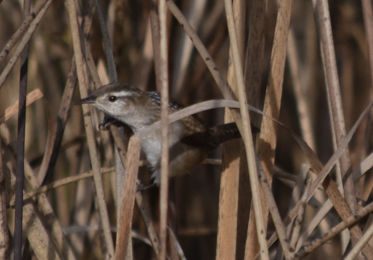 Marsh Wren (plesius Group) - ML645767113