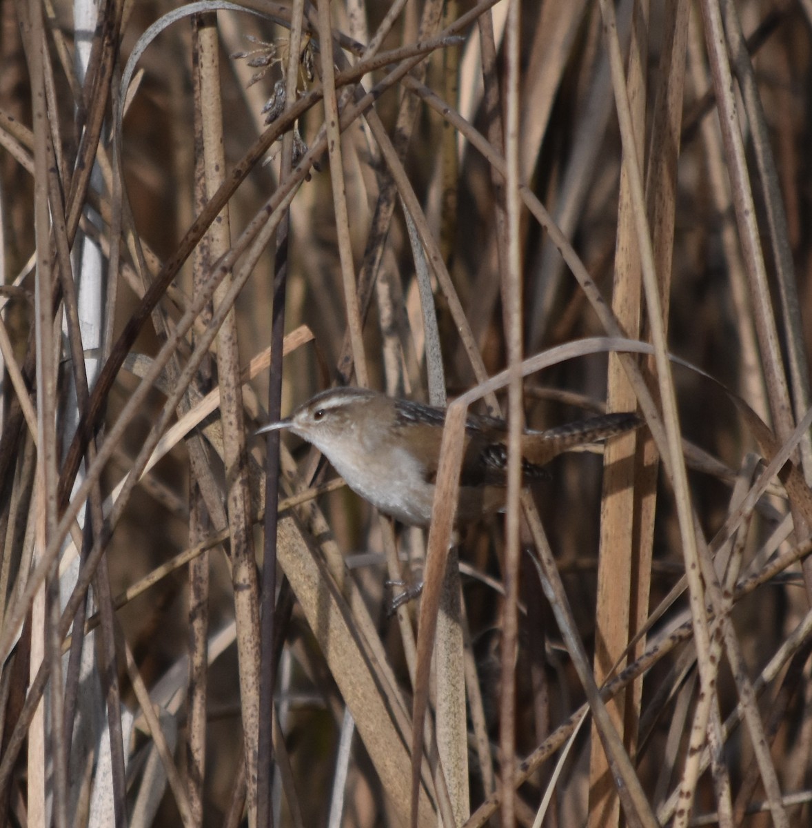 Marsh Wren (plesius Group) - ML645767114