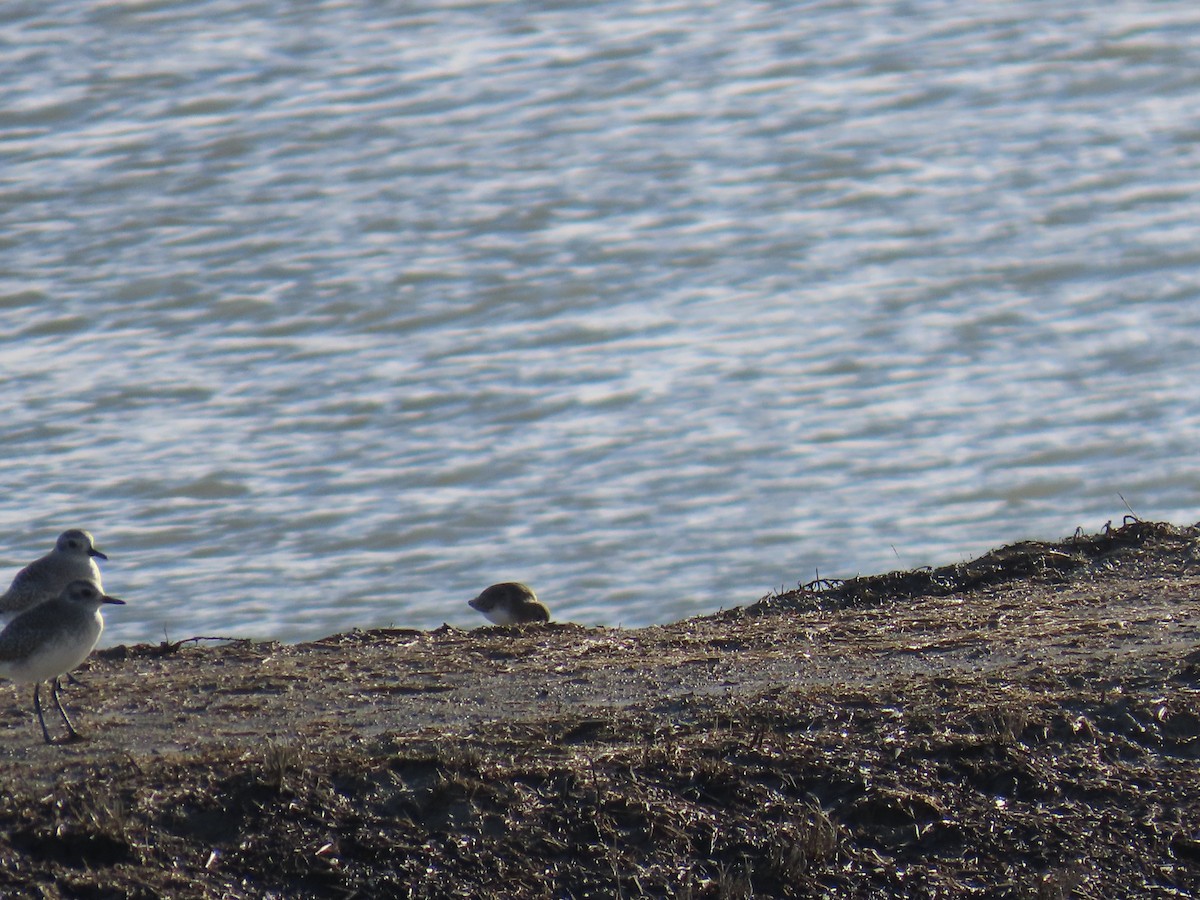 Black-bellied Plover - ML645767115