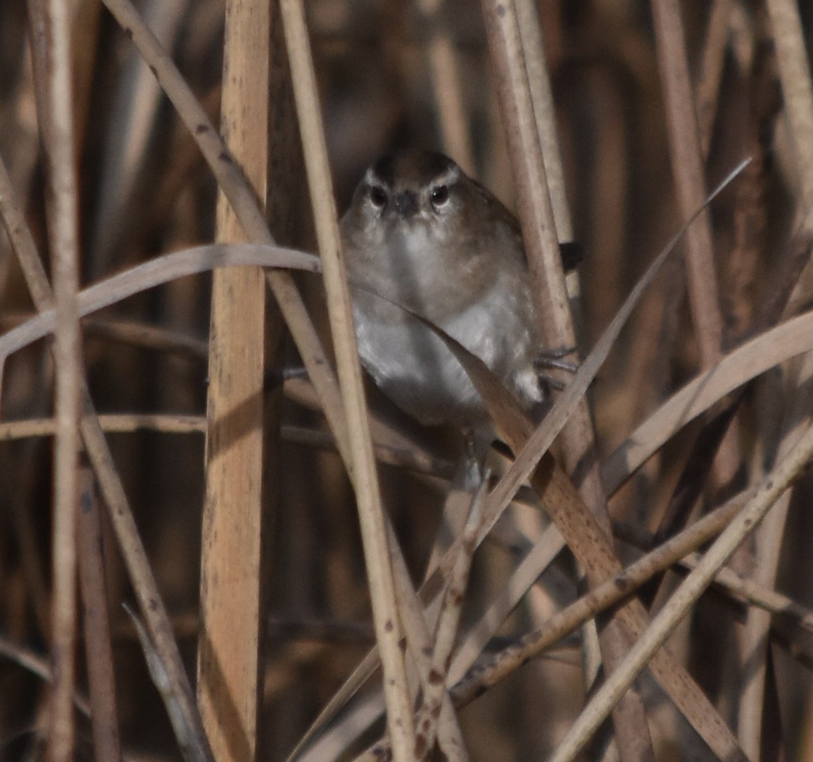 Marsh Wren (plesius Group) - ML645767116