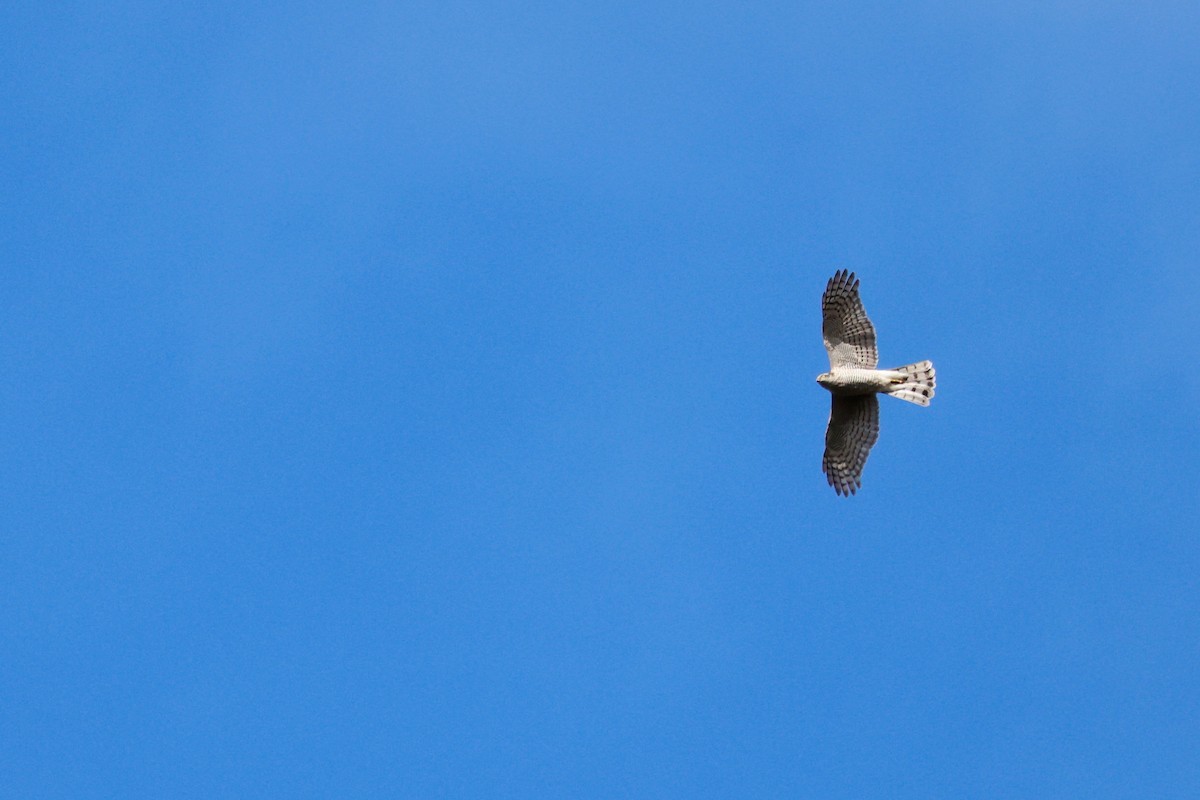 Eurasian Sparrowhawk - ML645767117