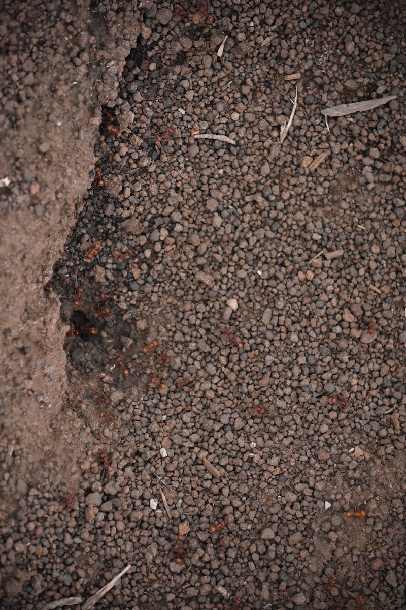 Insects - ML645767118