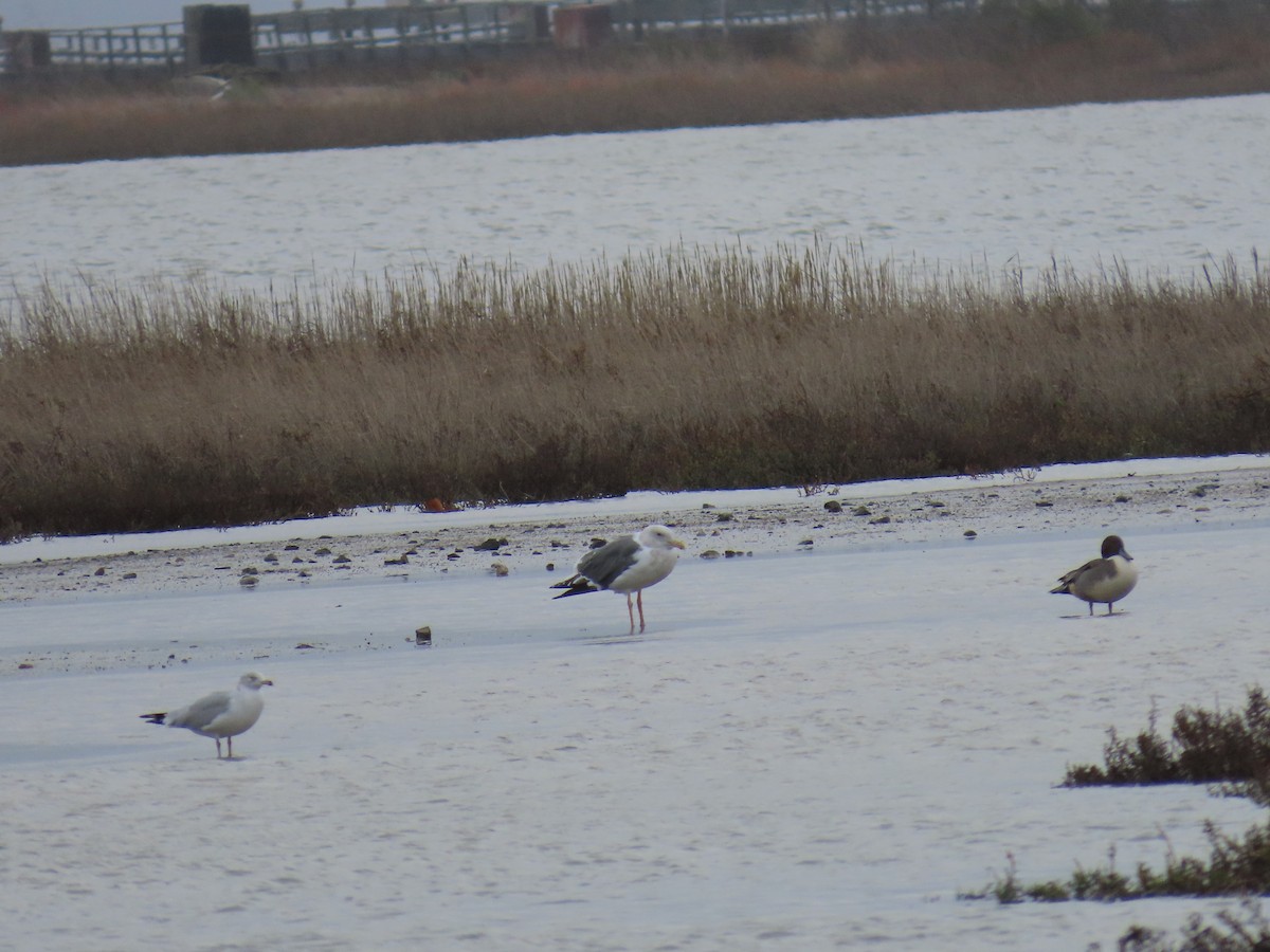 Western Gull - ML645767119