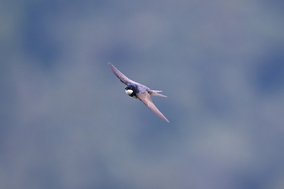 Black-collared Swallow - ML645767121