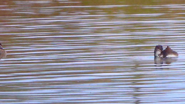 מרגון מקושט - ML645767123