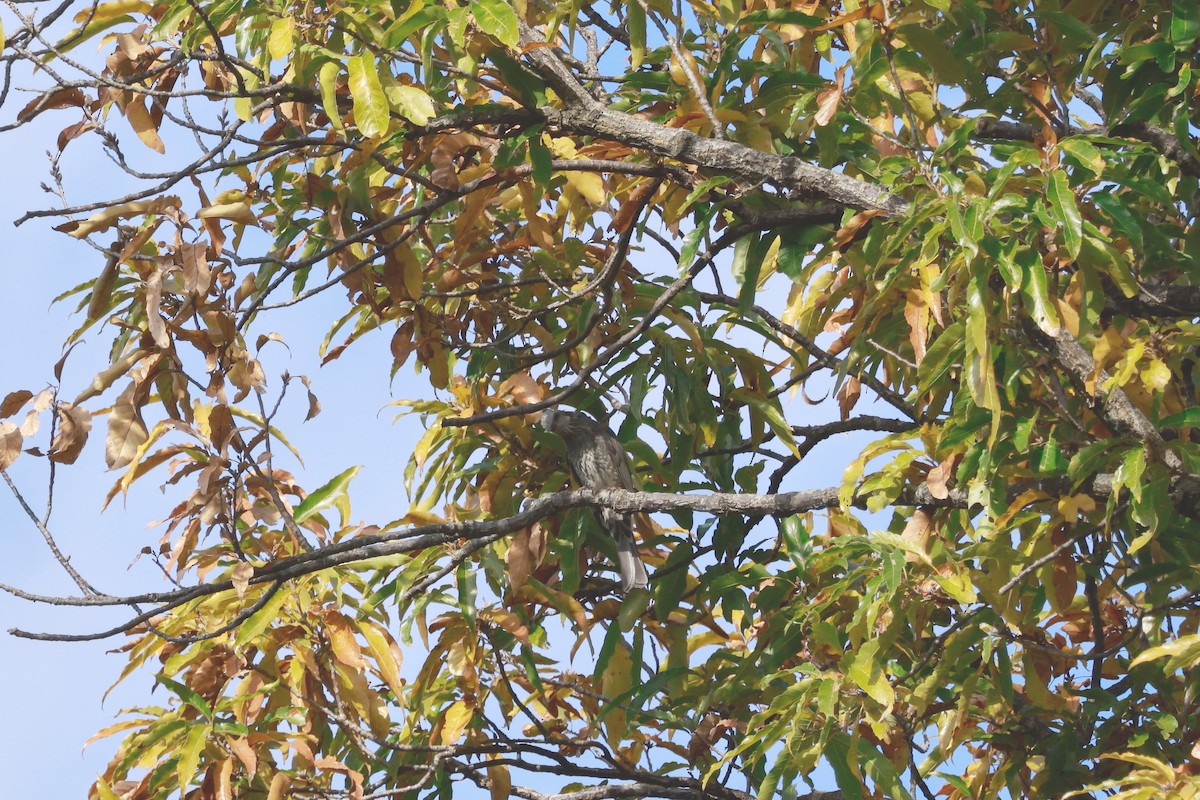 Brown-eared Bulbul - ML645767124