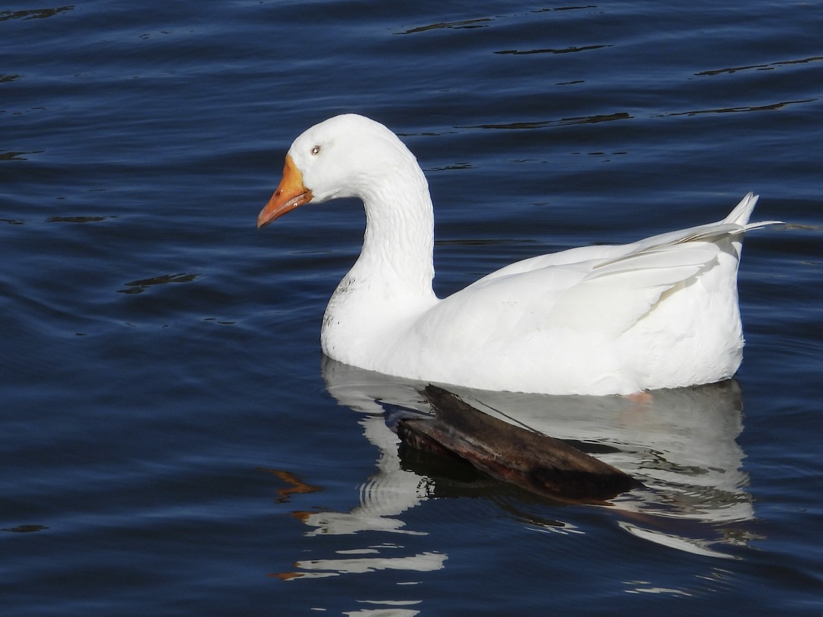 Domestic goose sp. (Domestic type) - ML645767125