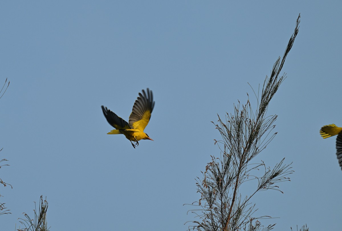 Indian Golden Oriole - ML645767127