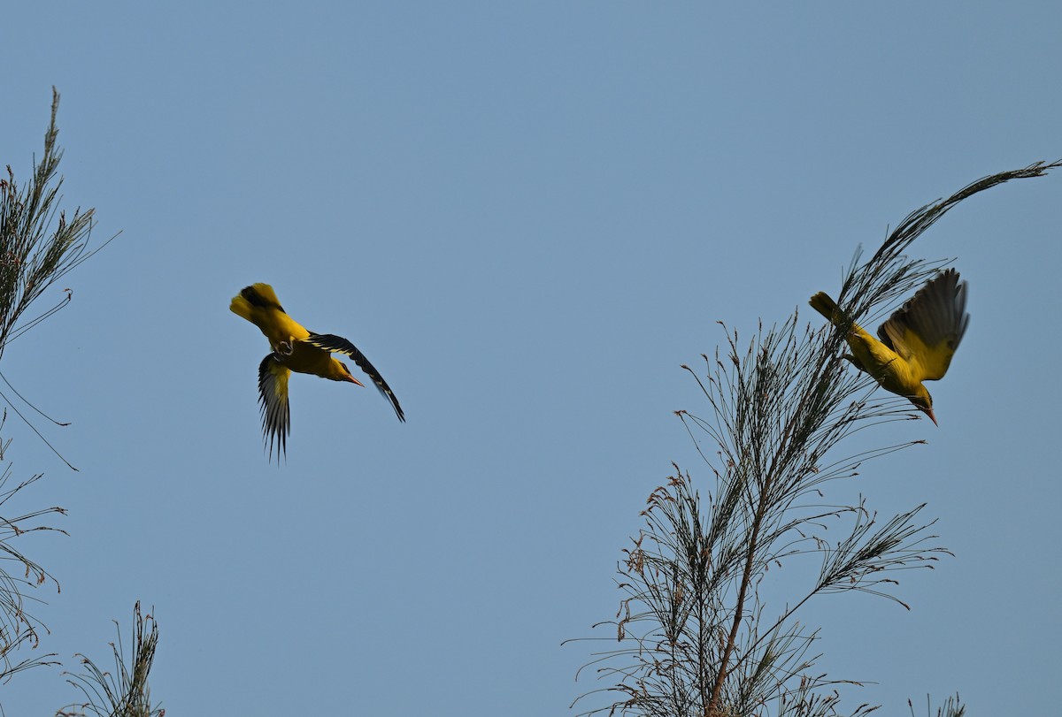 Indian Golden Oriole - ML645767128