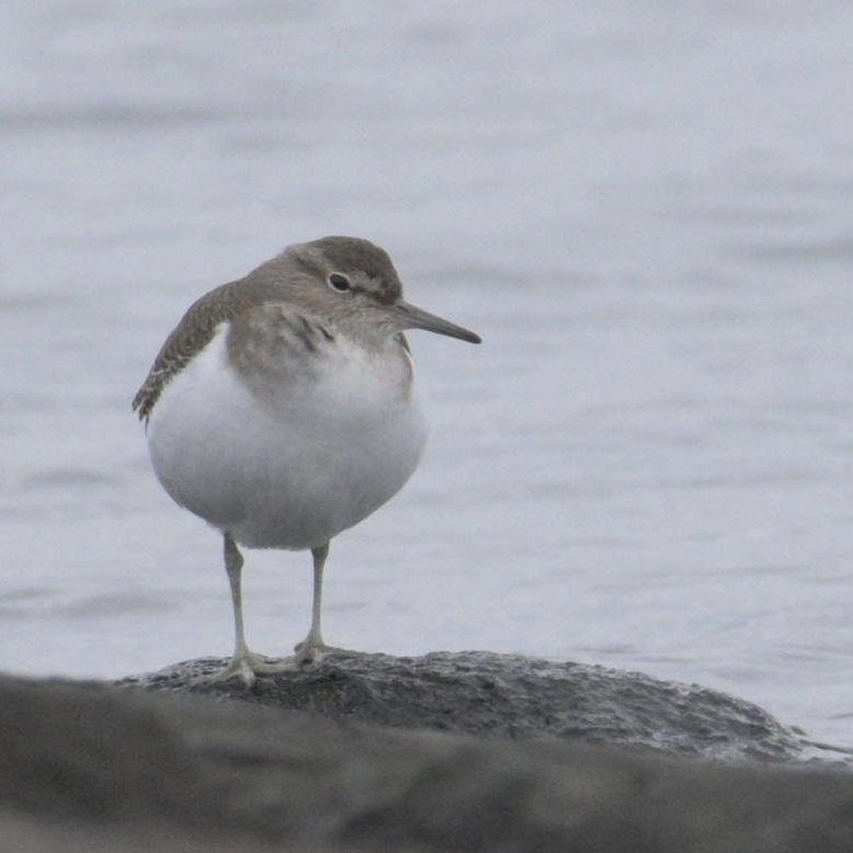 Common Sandpiper - ML645767129