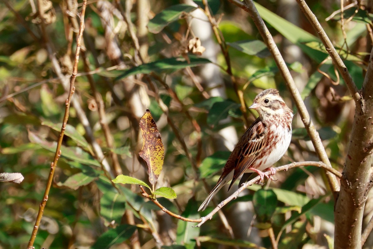 Rustic Bunting - ML645767132