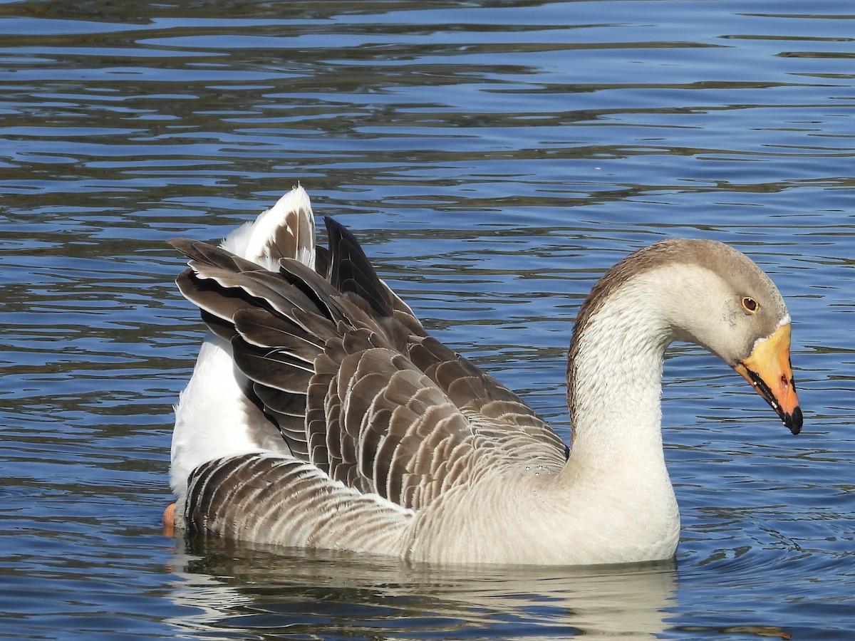 Ánsar Común (variedad doméstica) - ML645767133
