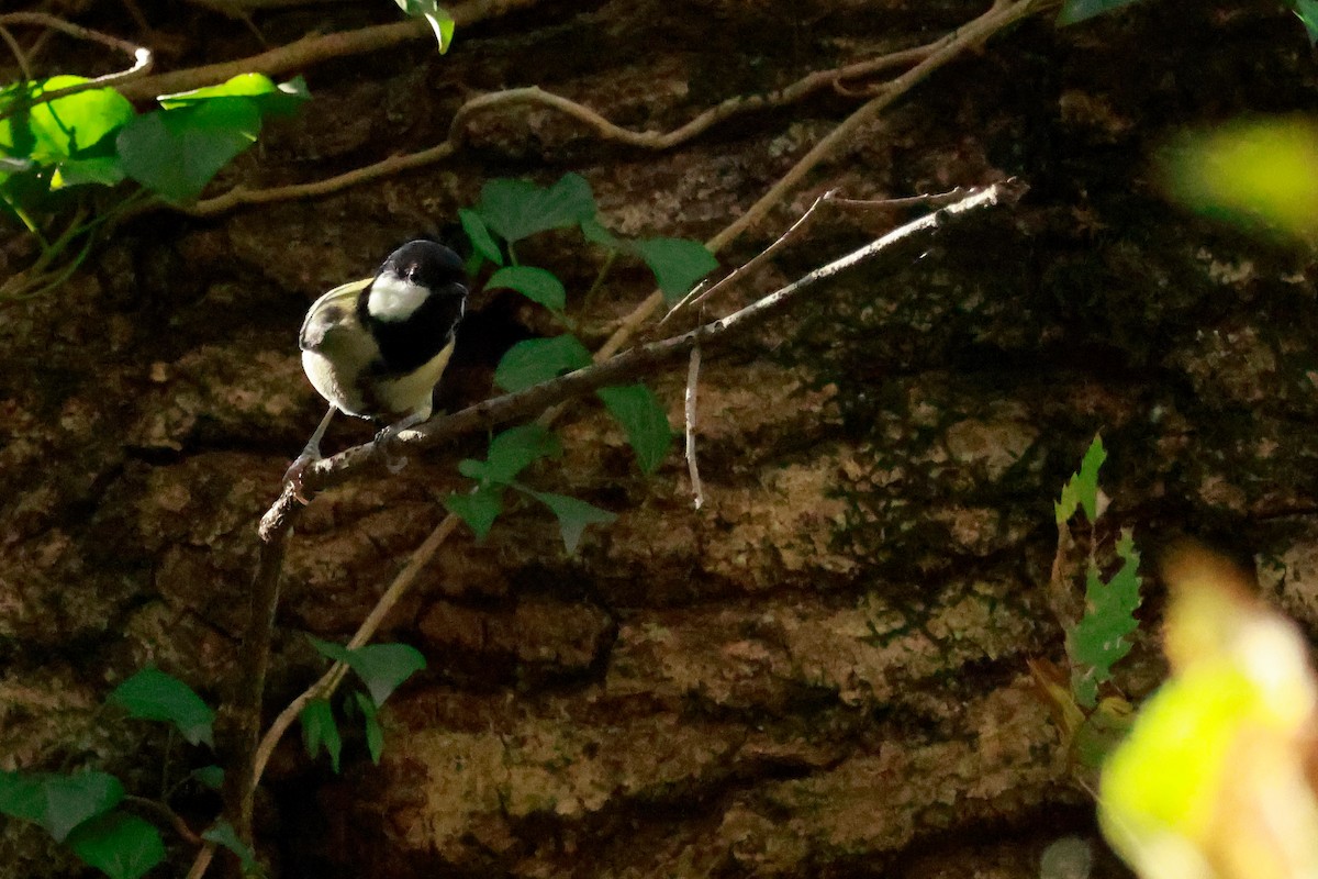 Asian Tit - ML645767143