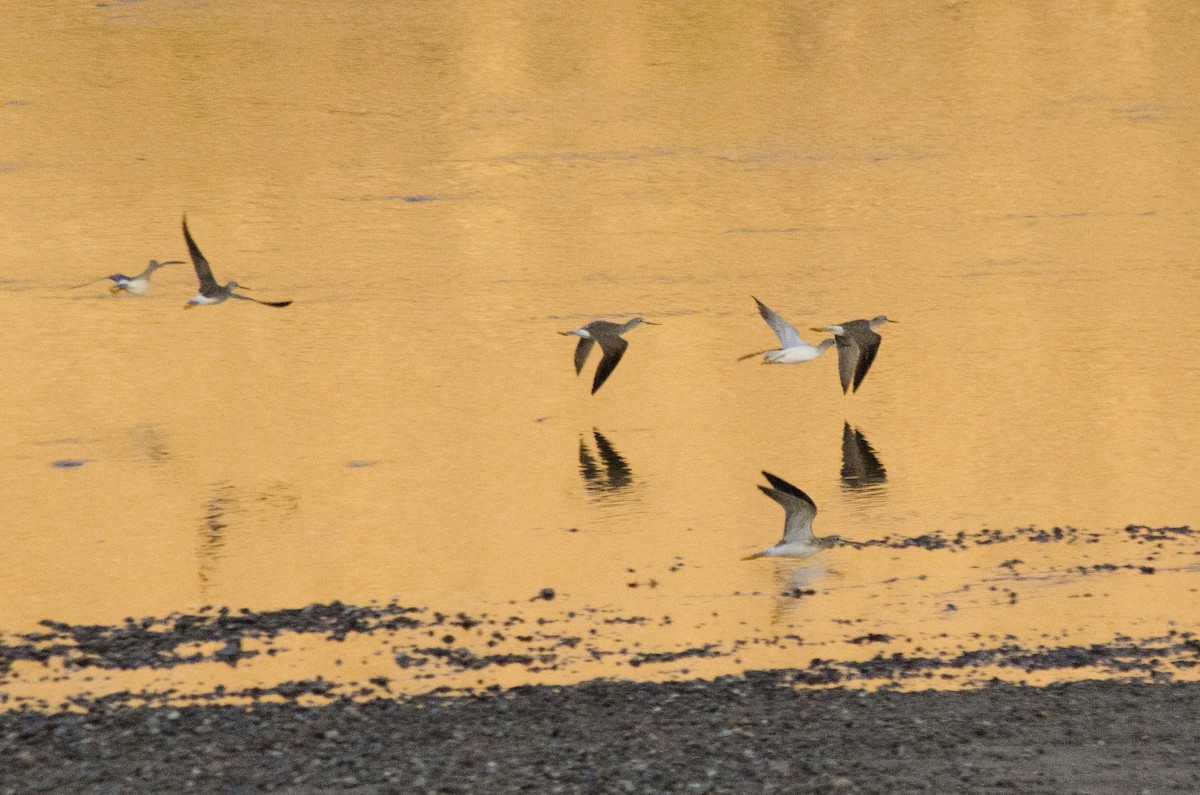 Greater Yellowlegs - ML645767144