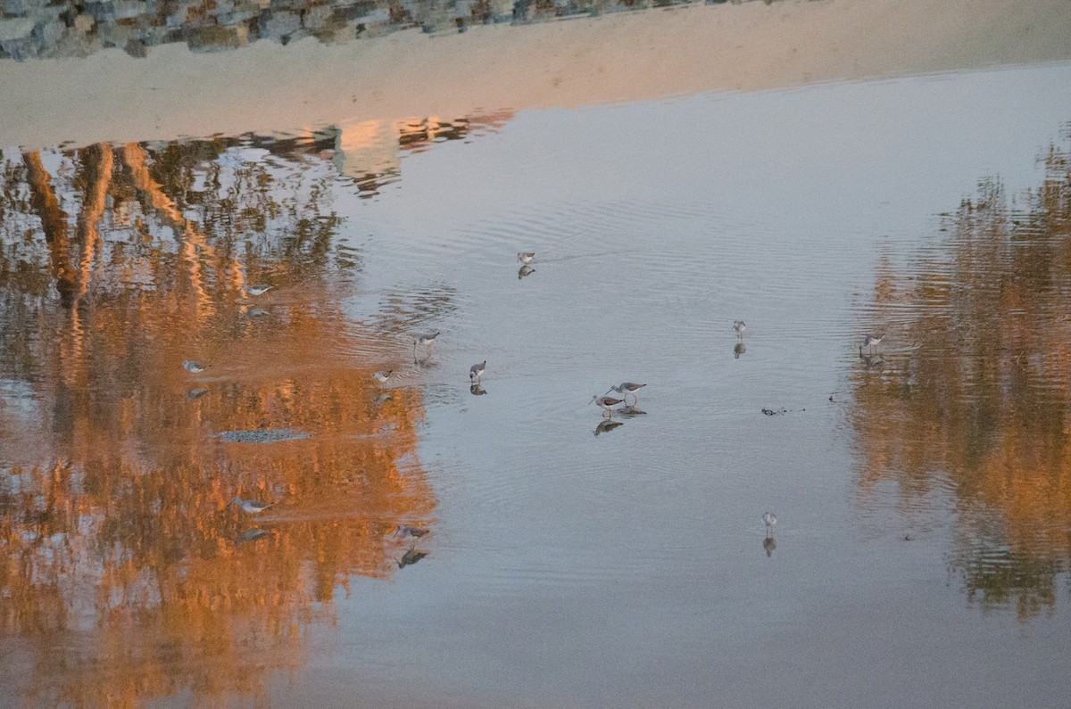 Greater Yellowlegs - ML645767145
