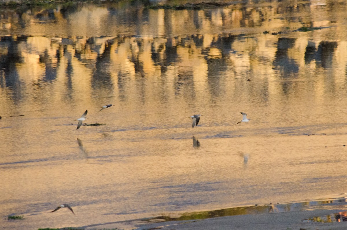 Greater Yellowlegs - ML645767146