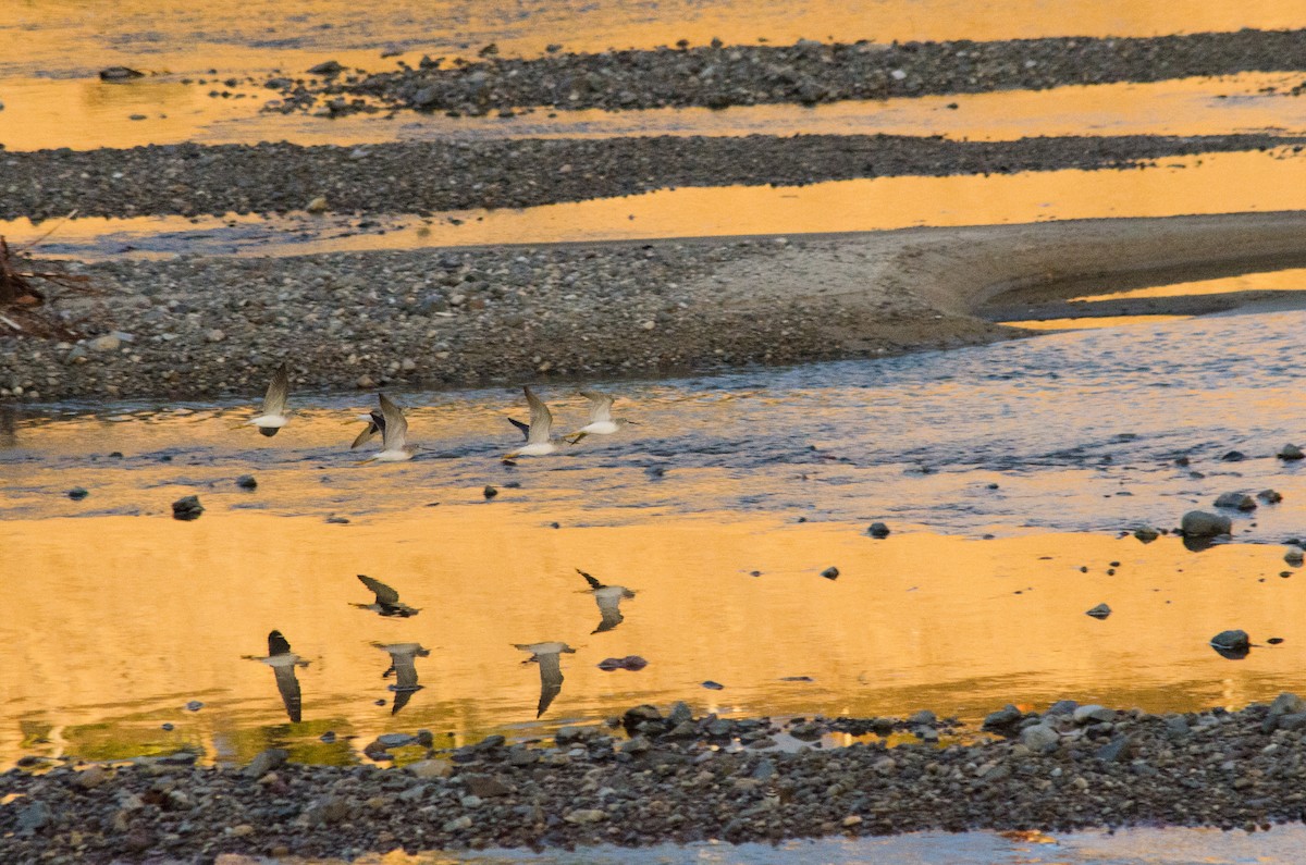 Greater Yellowlegs - ML645767147