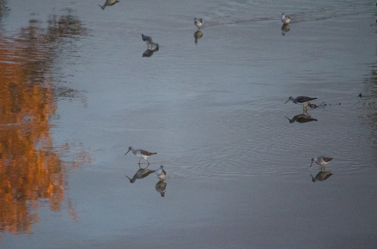 Greater Yellowlegs - ML645767148