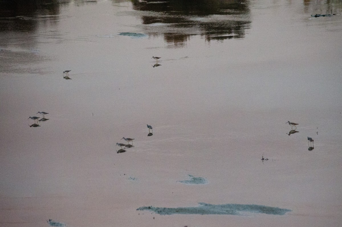 Greater Yellowlegs - ML645767149