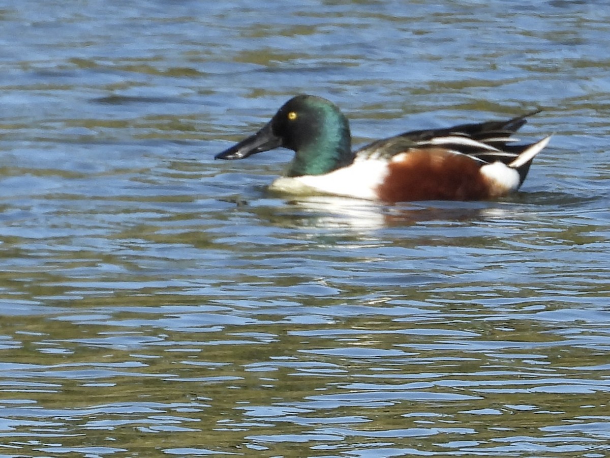 Cuchara Común - ML645767151