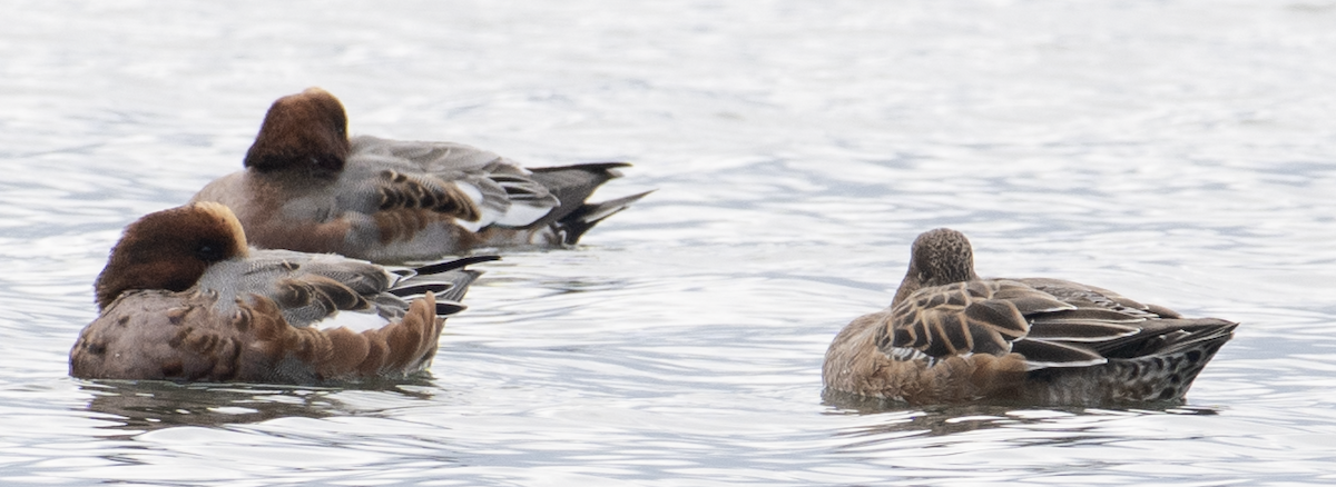 Eurasian Wigeon - ML645767152