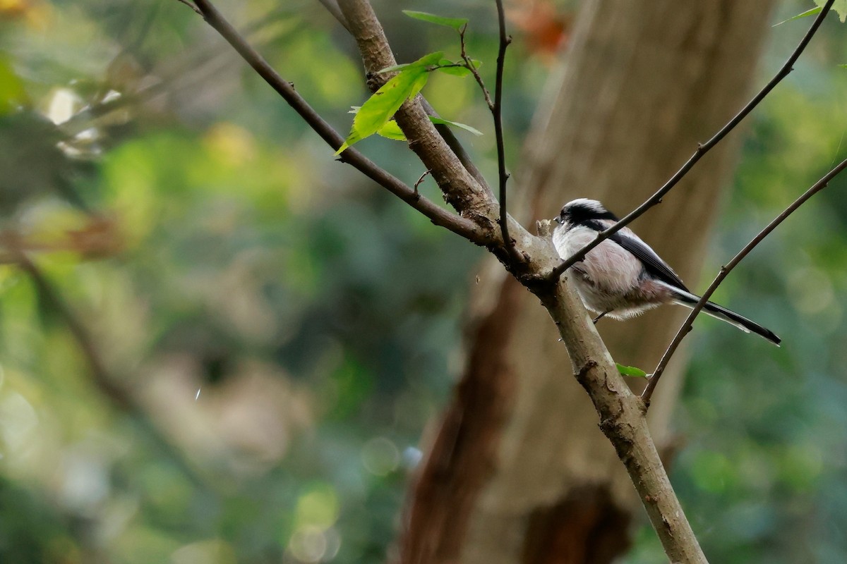 Long-tailed Tit - ML645767157
