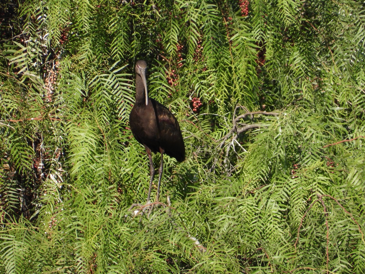 Morito Cariblanco - ML645767170