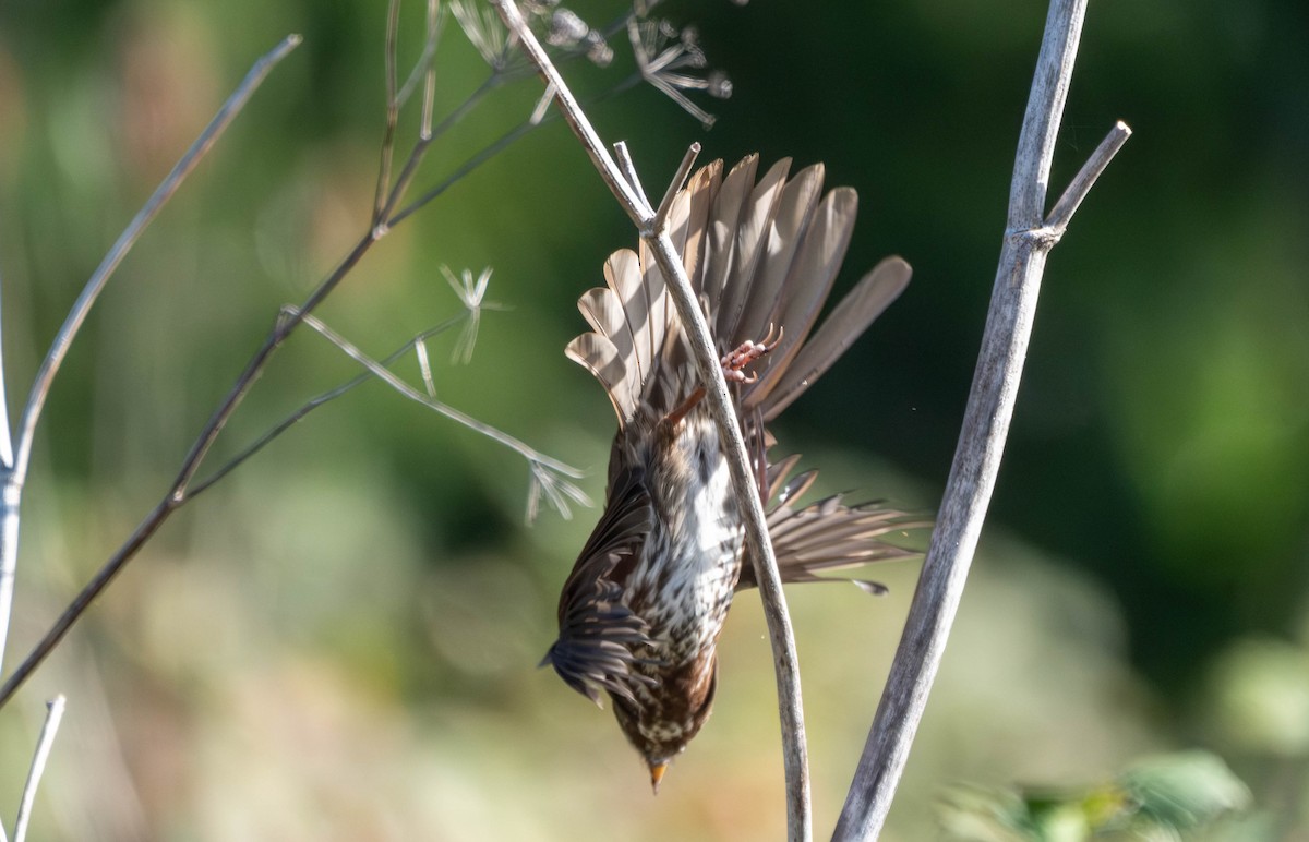 Fox Sparrow - ML645767172
