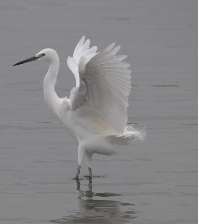 Little Egret - ML645767174