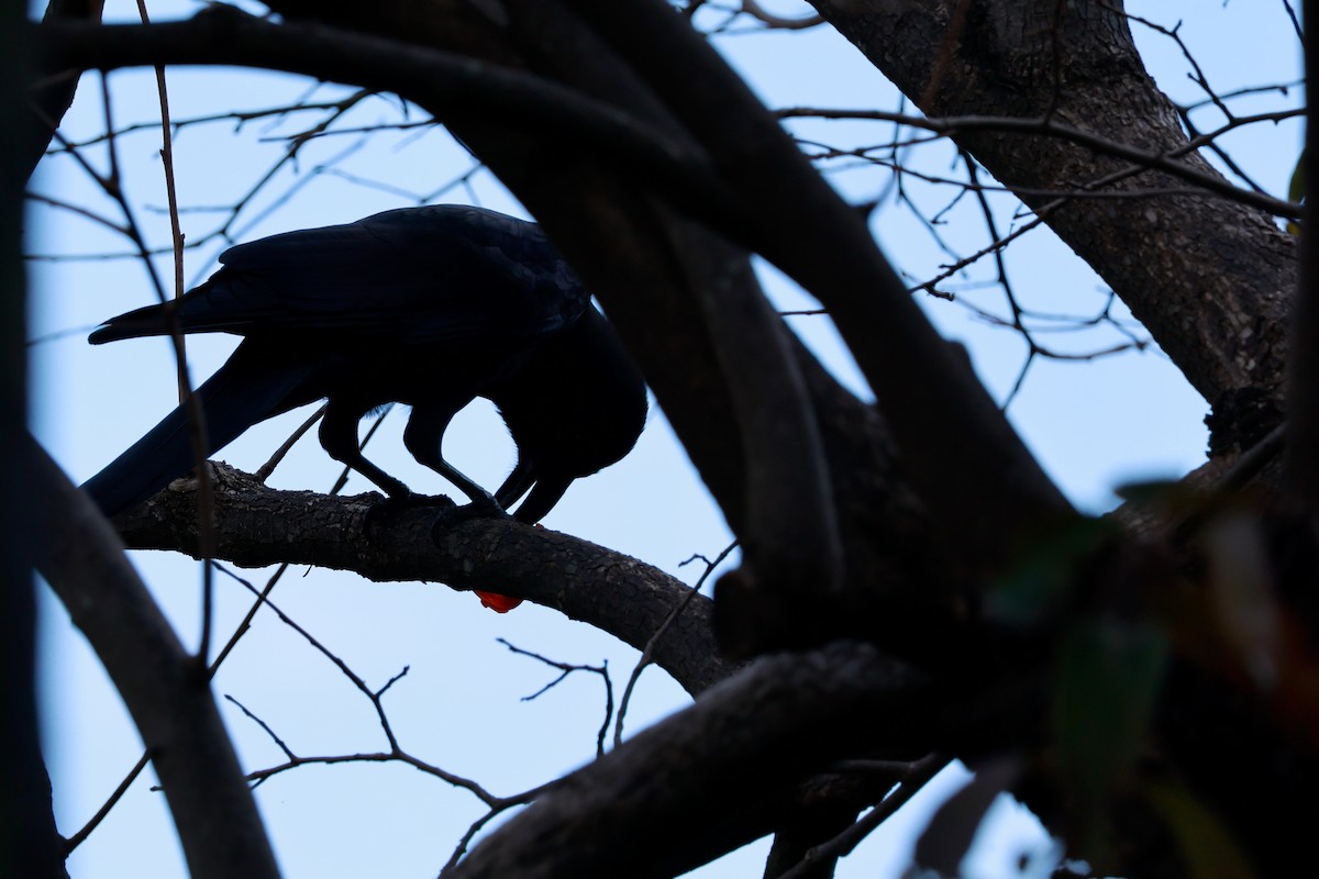 Carrion Crow - ML645767175