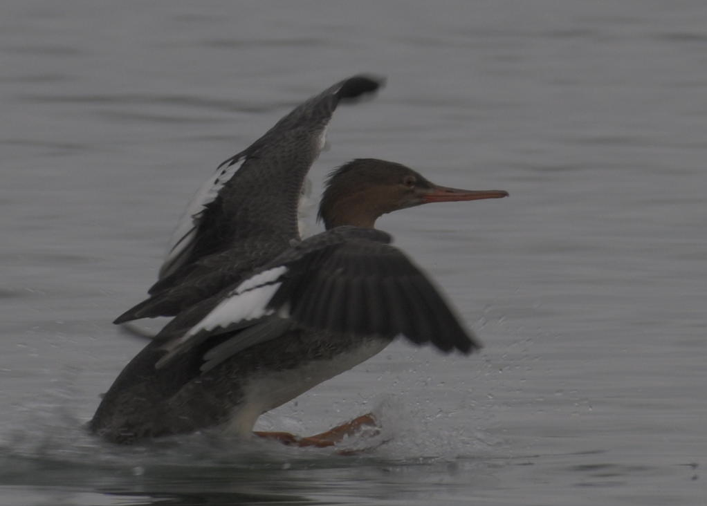 Red-breasted Merganser - ML645767177