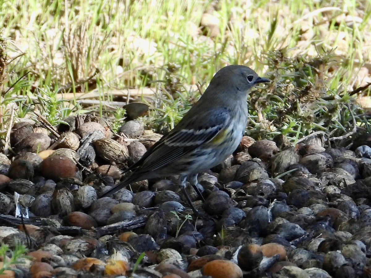 Yellow-rumped Warbler - ML645767184