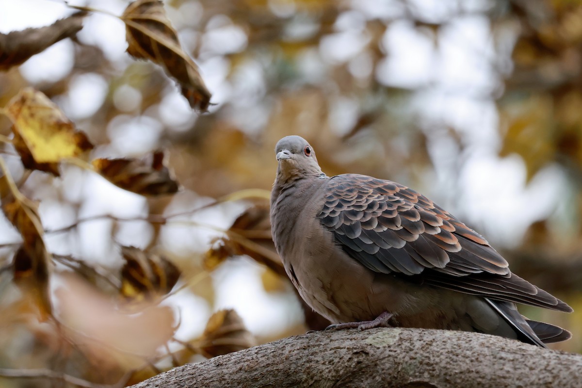 Oriental Turtle-Dove - ML645767185