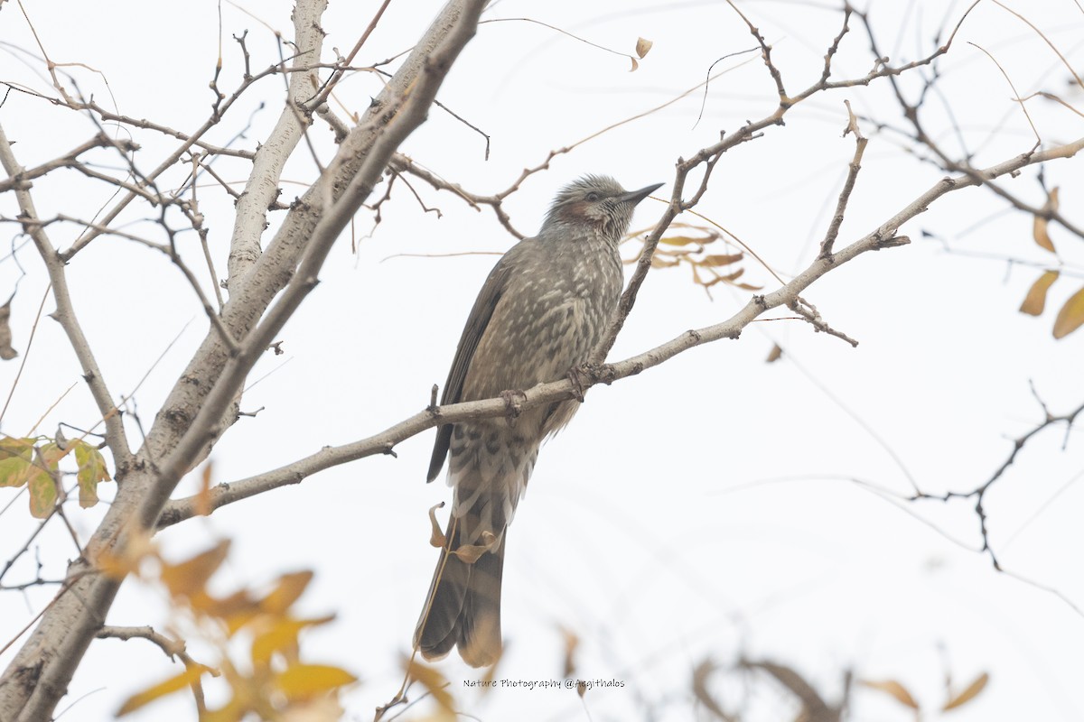 Brown-eared Bulbul - ML645767186