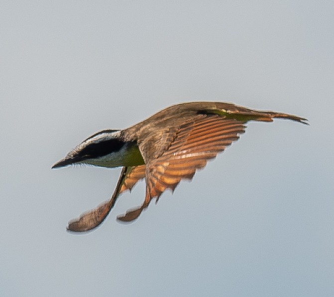 Great Kiskadee - ML645767187