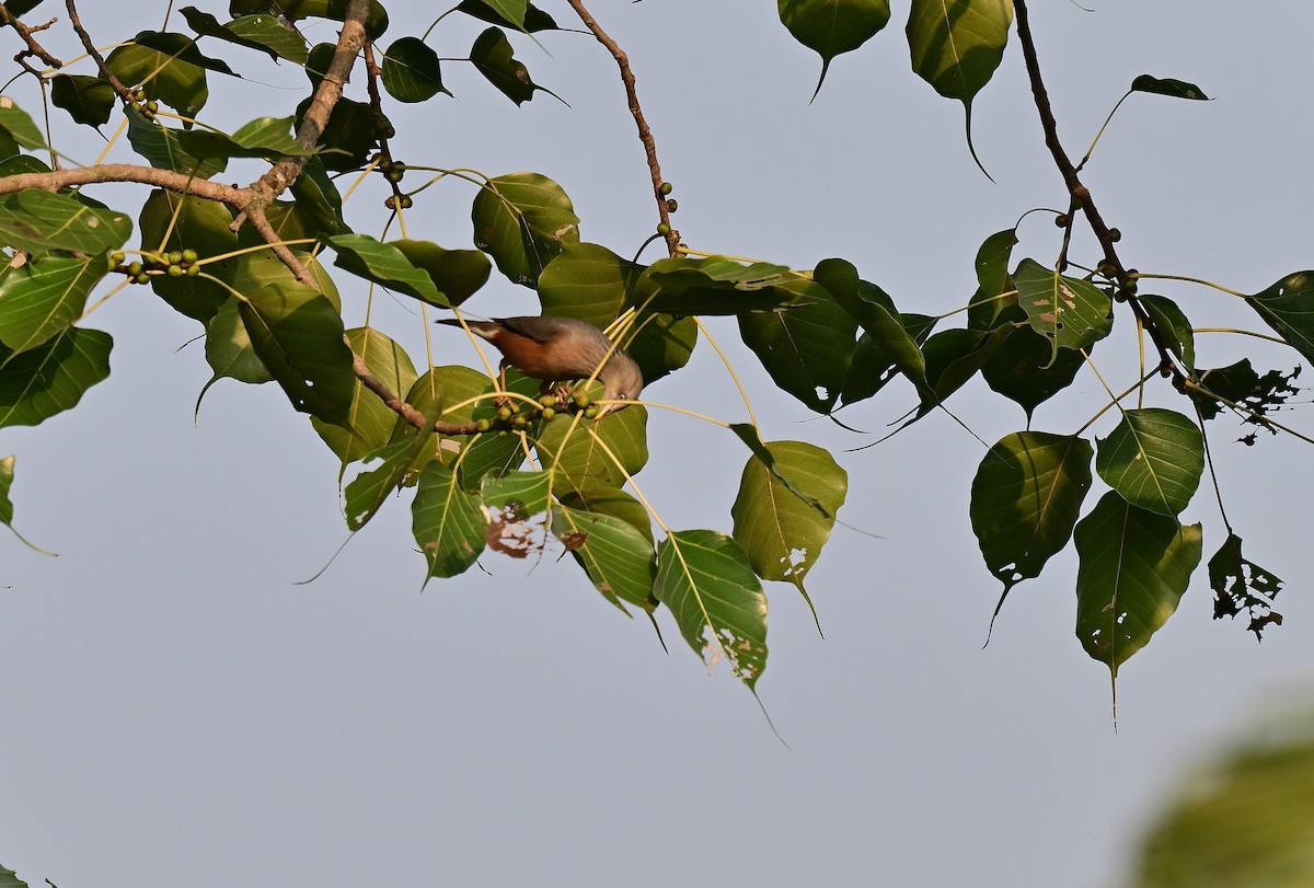 Chestnut-tailed Starling - ML645767188