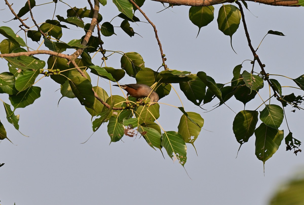 Chestnut-tailed Starling - ML645767189