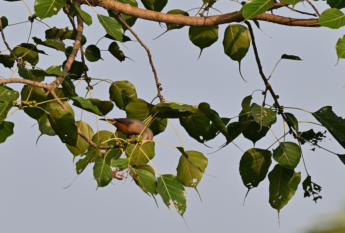 Chestnut-tailed Starling - ML645767190