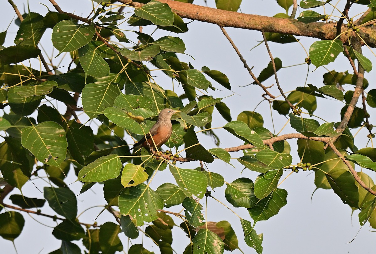 Chestnut-tailed Starling - ML645767192