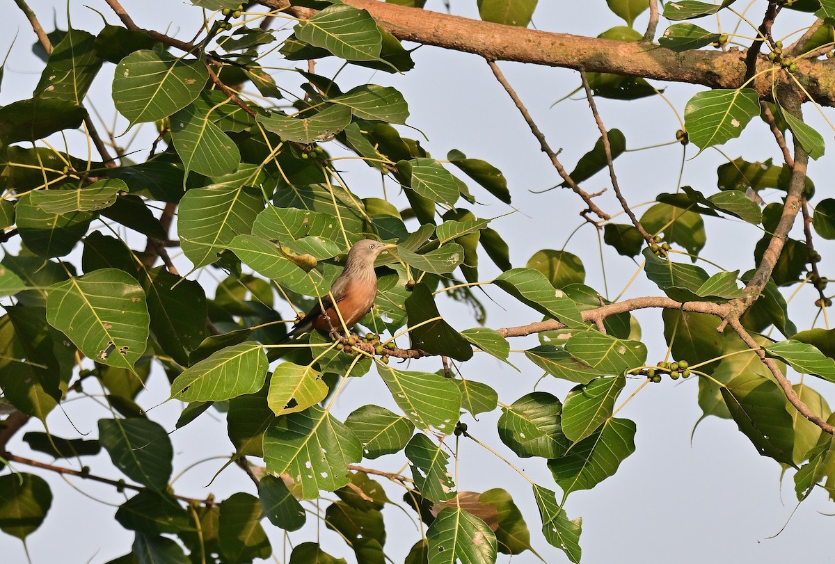 Chestnut-tailed Starling - ML645767193