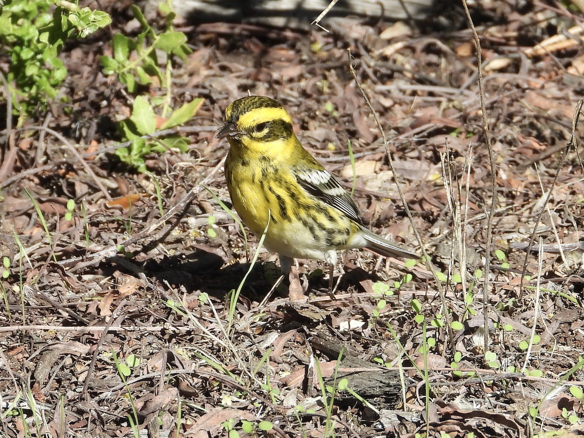 Townsend's Warbler - ML645767194