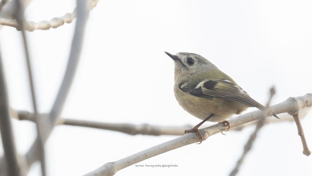 Goldcrest - ML645767196