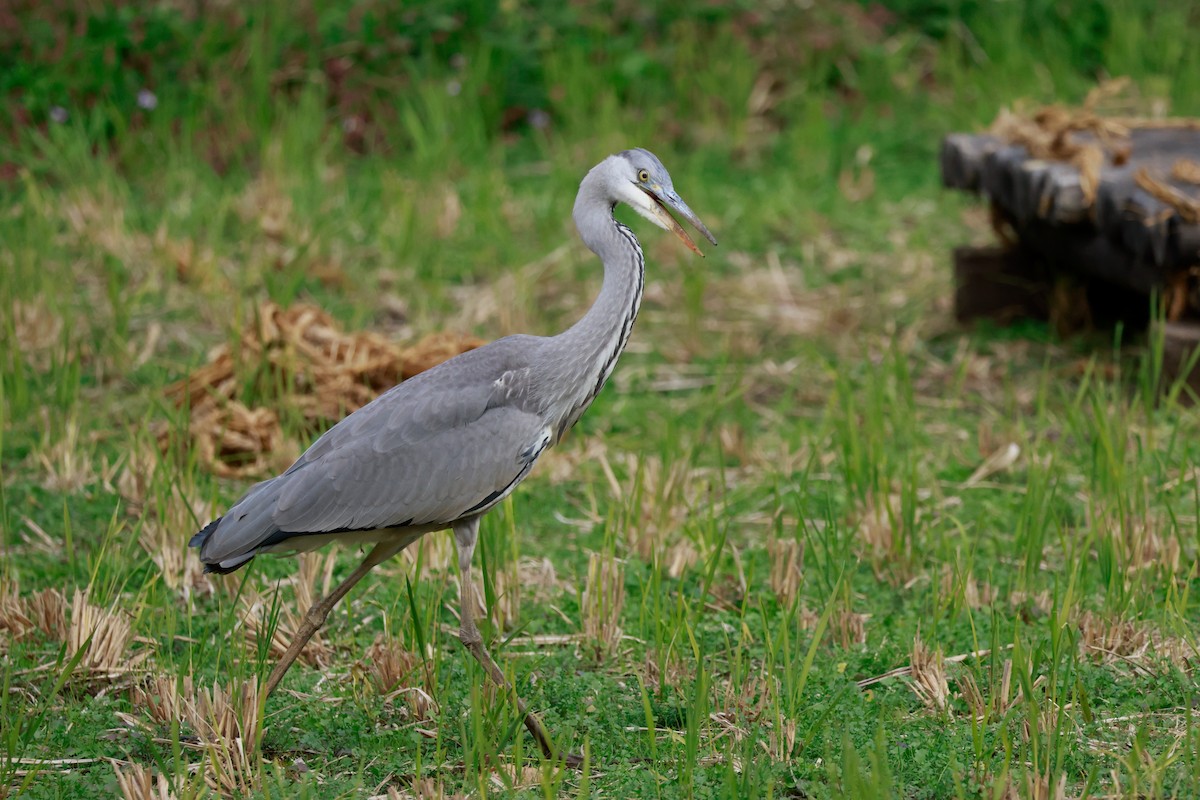 Gray Heron - ML645767200
