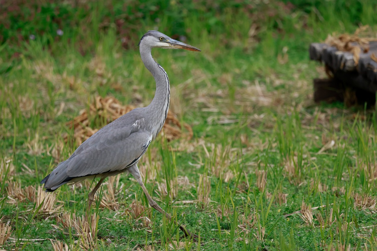 Gray Heron - ML645767201