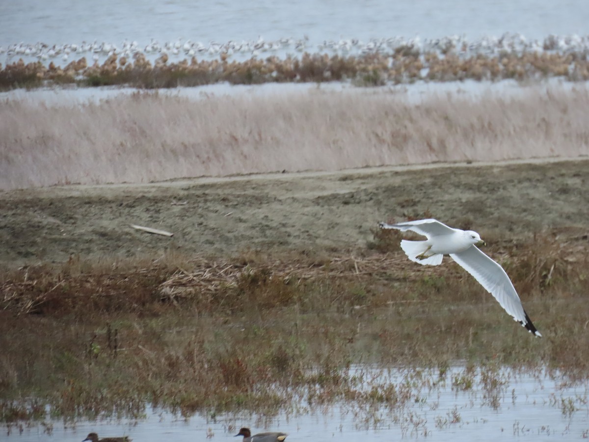 Ring-billed Gull - ML645767202