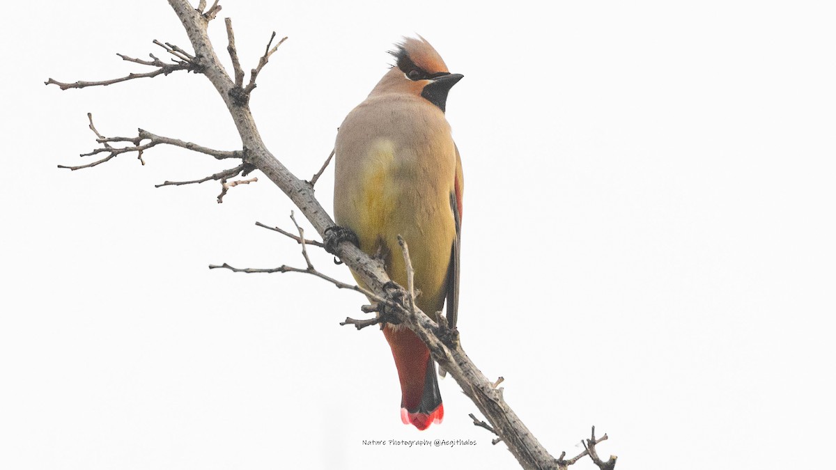 Japanese Waxwing - ML645767205