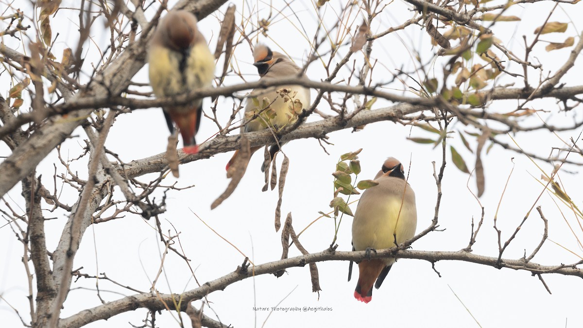 Japanese Waxwing - ML645767206